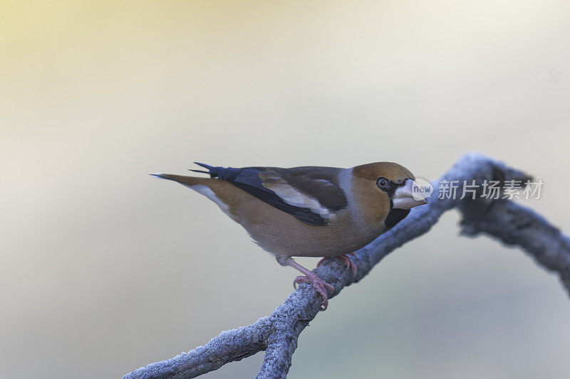 山楂雀（Coccothraustes coccothraustes）